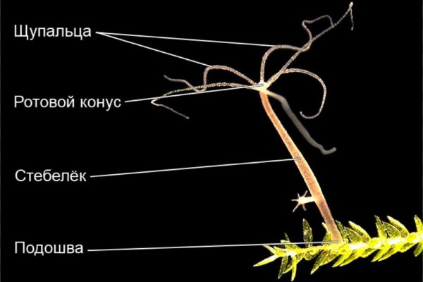 Через какой браузер можно зайти на блэкспрут