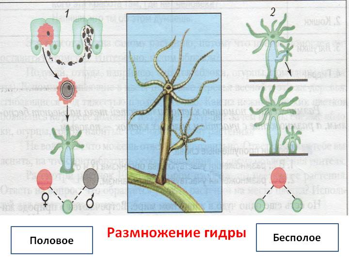 Kraken адрес даркнет